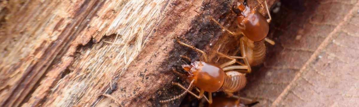 Traitement Du Bois Contre Les Champignons Et Les Insectes Parasites